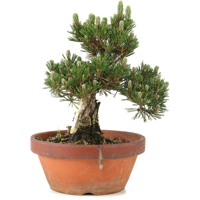 Pinus thunbergii, 28,5 cm, ± 25 anni, in vaso rotto