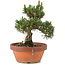 Pinus thunbergii, 28,5 cm, ± 25 años, en maceta rota