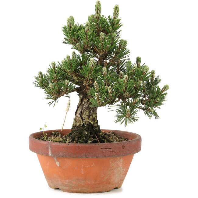 Pinus thunbergii, 28,5 cm, ± 25 ans, dans un pot cassé