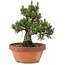 Pinus thunbergii, 28,5 cm, ± 25 ans, dans un pot cassé