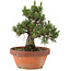 Pinus thunbergii, 28,5 cm, ± 25 years old, in a broken pot
