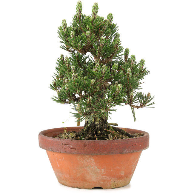 Pinus thunbergii, 28,5 cm, ± 25 años, en maceta rota