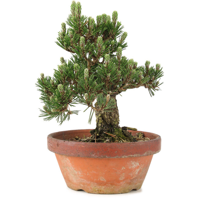 Pinus thunbergii, 28,5 cm, ± 25 ans, dans un pot cassé