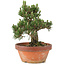 Pinus thunbergii, 28,5 cm, ± 25 ans, dans un pot cassé