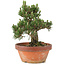 Pinus thunbergii, 28,5 cm, ± 25 jaar oud, in gebroken pot