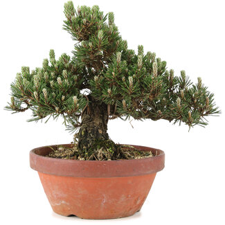 Pinus thunbergii, 25,5 cm, ± 25 jaar oud