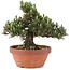 Pinus thunbergii, 25,5 cm, ± 25 ans