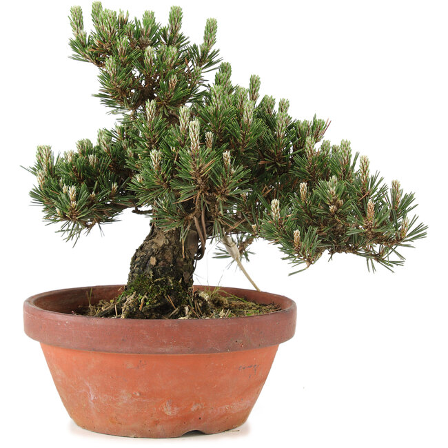 Pinus thunbergii, 25,5 cm, ± 25 años