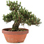 Pinus thunbergii, 25,5 cm, ± 25 ans