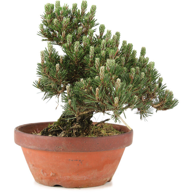 Pinus thunbergii, 25,5 cm, ± 25 anni