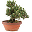 Pinus thunbergii, 25,5 cm, ± 25 jaar oud