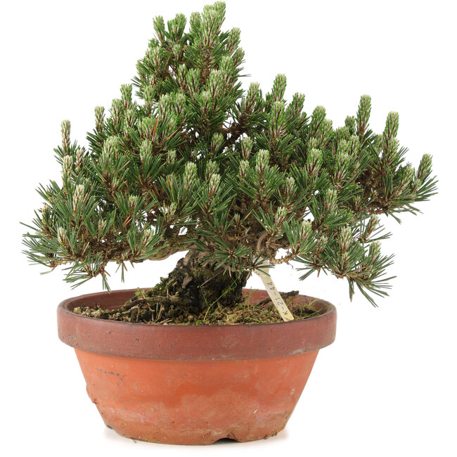 Pinus thunbergii, 25,5 cm, ± 25 Jahre alt