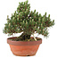 Pinus thunbergii, 25,5 cm, ± 25 jaar oud