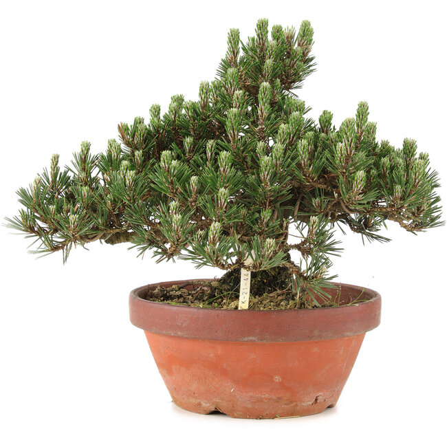 Pinus thunbergii, 25,5 cm, ± 25 ans