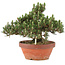 Pinus thunbergii, 25,5 cm, ± 25 jaar oud