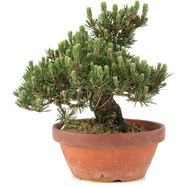 Pinus thunbergii, 25,5 cm, ± 25 ans