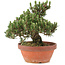 Pinus thunbergii, 25,5 cm, ± 25 jaar oud