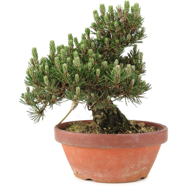 Pinus thunbergii, 25,5 cm, ± 25 anni