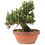 Pinus thunbergii, 25,5 cm, ± 25 ans