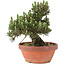 Pinus thunbergii, 25,5 cm, ± 25 Jahre alt