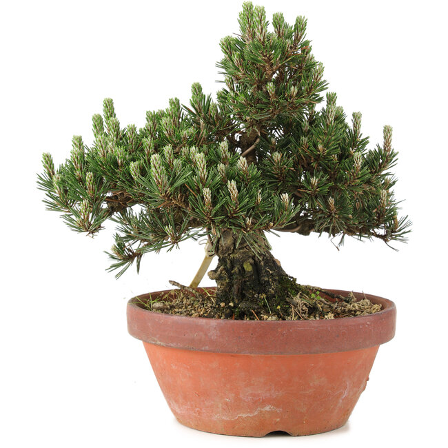 Pinus thunbergii, 25,5 cm, ± 25 Jahre alt