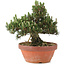 Pinus thunbergii, 25,5 cm, ± 25 years old