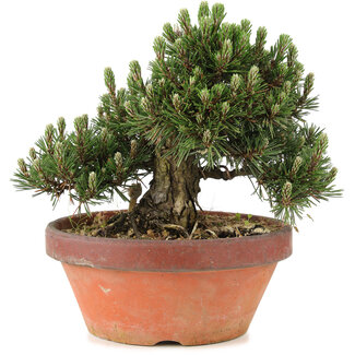 Pinus thunbergii, 24,5 cm, ± 25 jaar oud