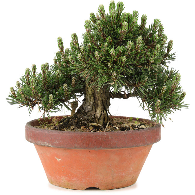 Pinus thunbergii, 24,5 cm, ± 25 ans, dans un pot cassé