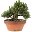 Pinus thunbergii, 24,5 cm, ± 25 ans, dans un pot cassé