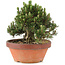 Pinus thunbergii, 24,5 cm, ± 25 years old, in a broken pot