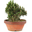 Pinus thunbergii, 24,5 cm, ± 25 años, en maceta rota