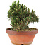 Pinus thunbergii, 24,5 cm, ± 25 jaar oud, in gebroken pot