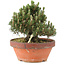 Pinus thunbergii, 24,5 cm, ± 25 ans, dans un pot cassé