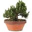 Pinus thunbergii, 24,5 cm, ± 25 ans, dans un pot cassé