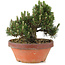 Pinus thunbergii, 24,5 cm, ± 25 jaar oud, in gebroken pot