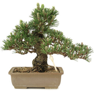 Pinus thunbergii, 25,5 cm, ± 25 ans