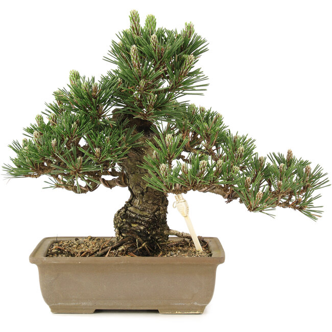 Pinus thunbergii, 25,5 cm, ± 25 years old