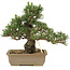 Pinus thunbergii, 25,5 cm, ± 25 years old