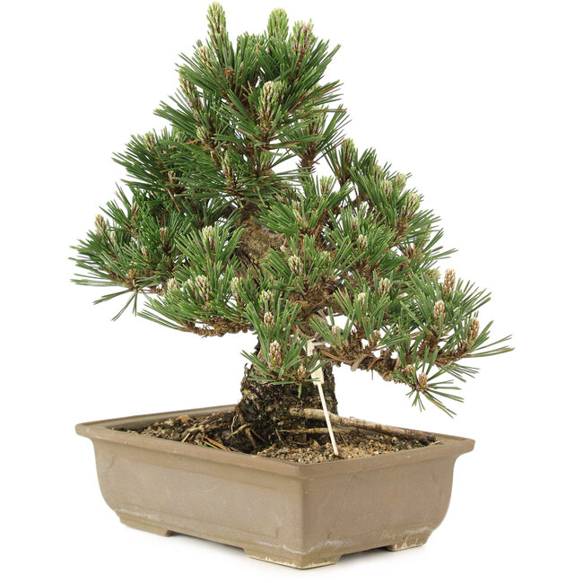 Pinus thunbergii, 25,5 cm, ± 25 ans