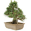 Pinus thunbergii, 25,5 cm, ± 25 jaar oud
