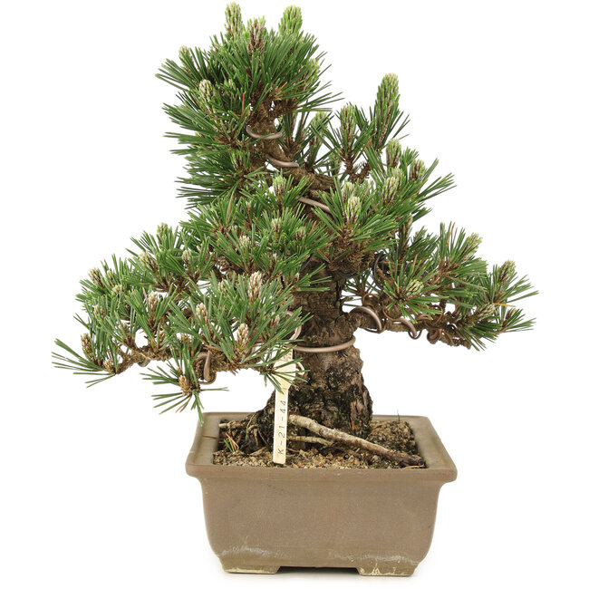 Pinus thunbergii, 25,5 cm, ± 25 years old