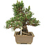 Pinus thunbergii, 25,5 cm, ± 25 ans