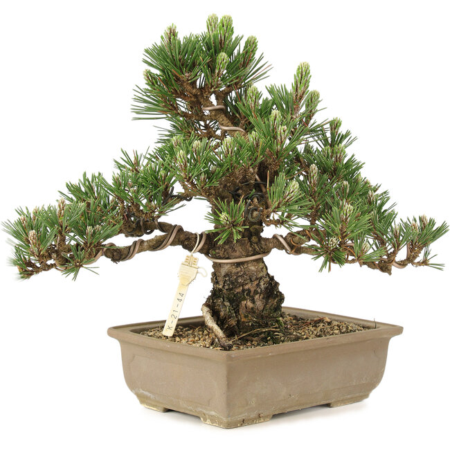 Pinus thunbergii, 25,5 cm, ± 25 años