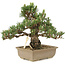 Pinus thunbergii, 25,5 cm, ± 25 ans