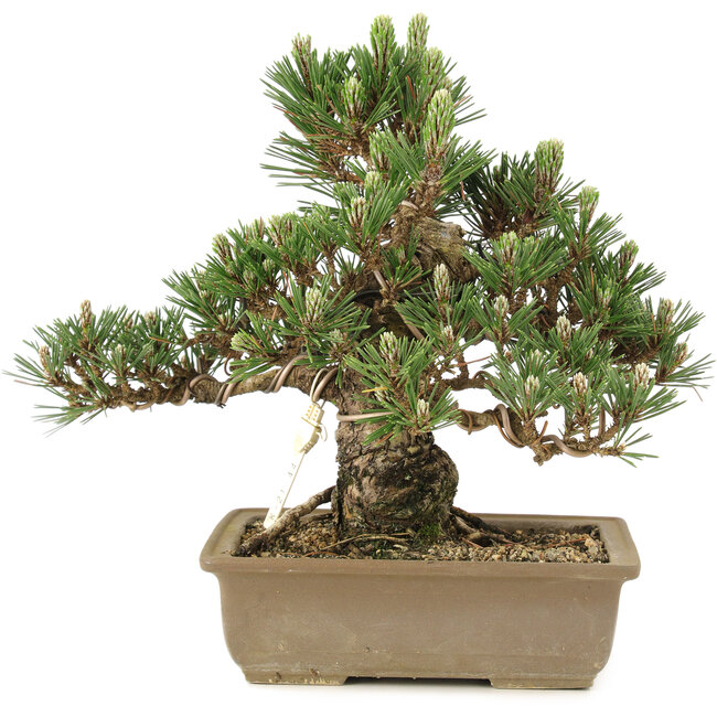 Pinus thunbergii, 25,5 cm, ± 25 anni