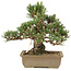 Pinus thunbergii, 25,5 cm, ± 25 jaar oud