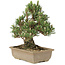 Pinus thunbergii, 25,5 cm, ± 25 jaar oud