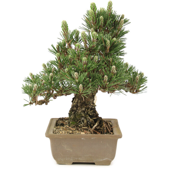 Pinus thunbergii, 25,5 cm, ± 25 anni