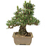 Pinus thunbergii, 25,5 cm, ± 25 años