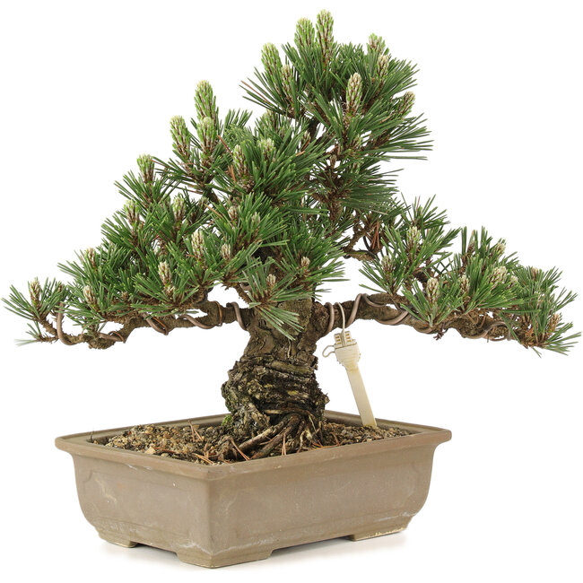 Pinus thunbergii, 25,5 cm, ± 25 years old